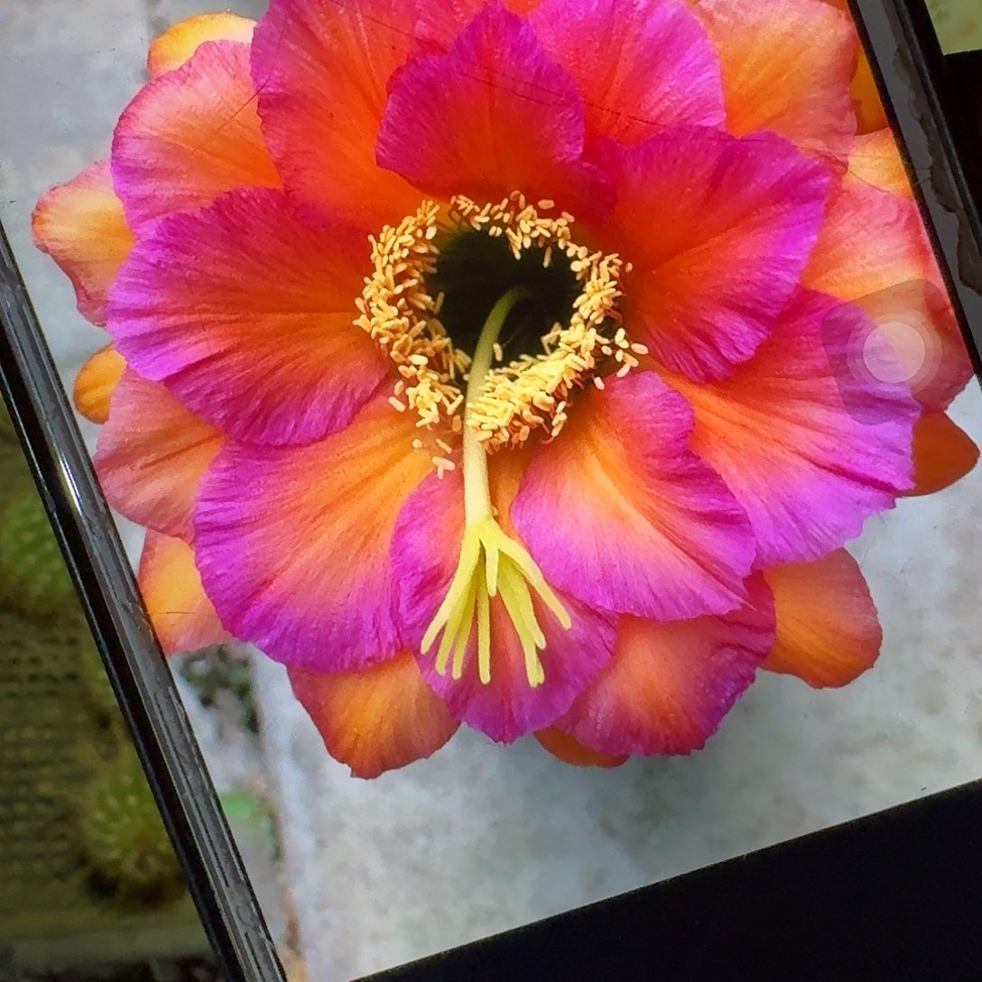 卡奈习侧芽5公分毛花柱仙人球