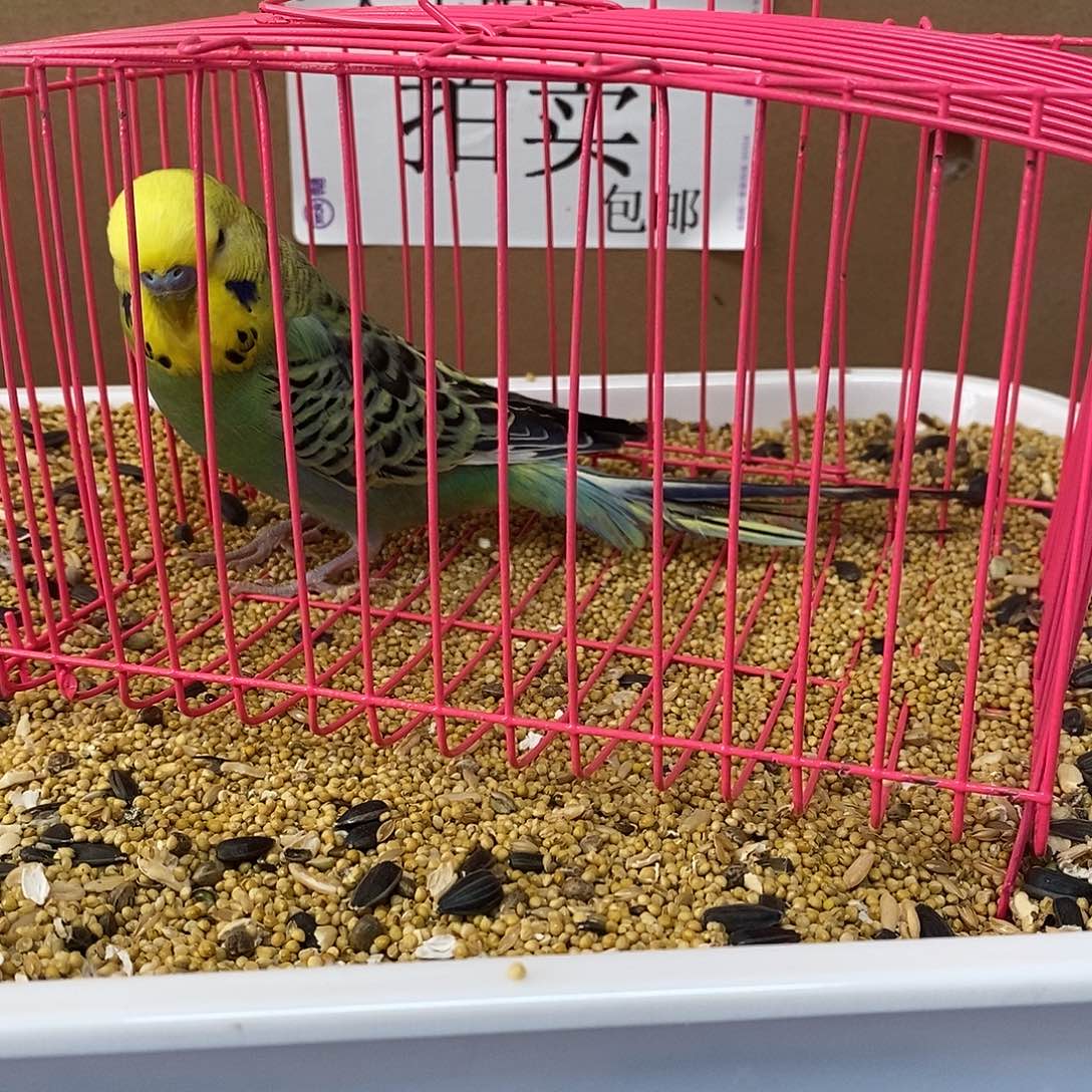 虎皮鹦鹉大头虎皮