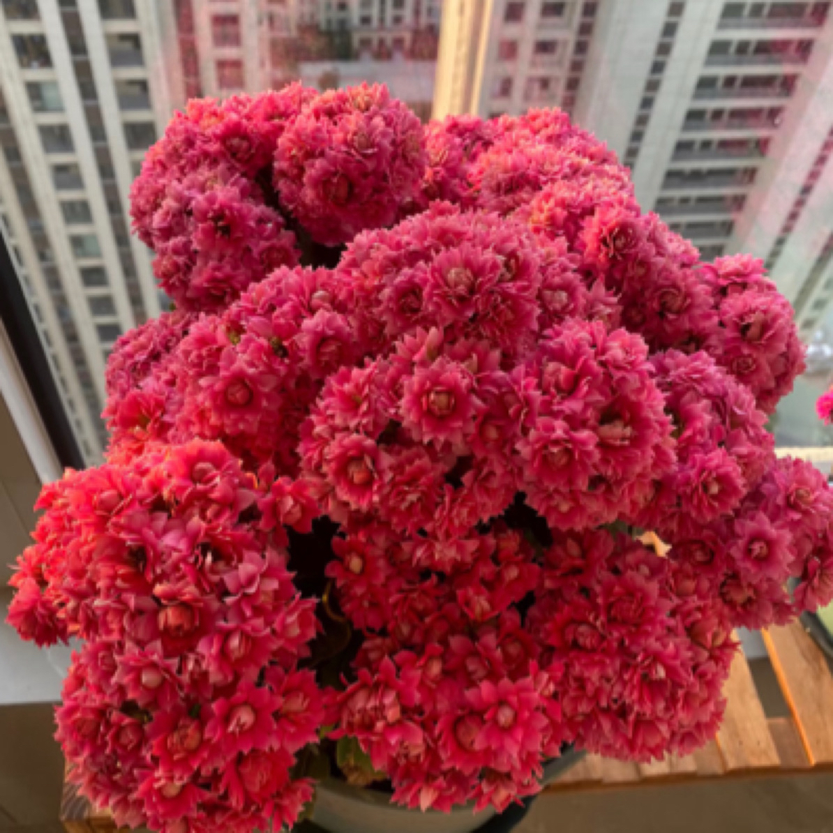 【唐卡】重瓣稀有大花长寿花
