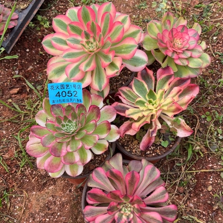 组合4052多肉植物法师