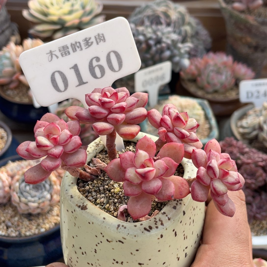 0160探戈不带盆9厘米