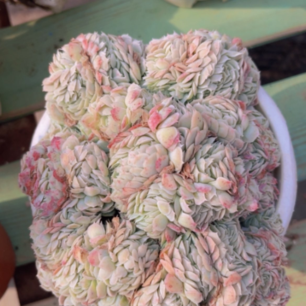 【闪购商品】香妃15210