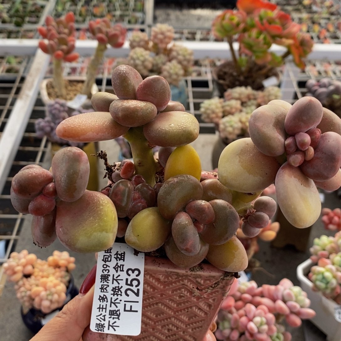 芒果奶酪金蟾Kk奶253/10c m