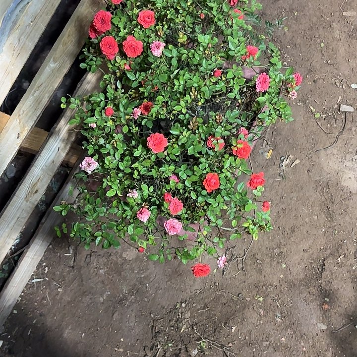 帝***～无花朵哈哈哈哈哈哈