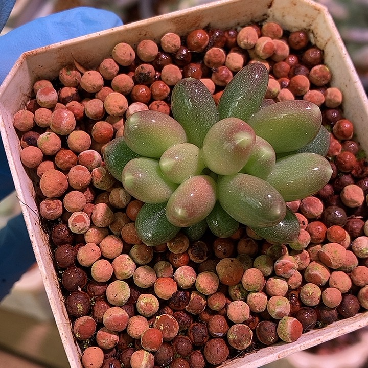 加菲猫锦基因多肉