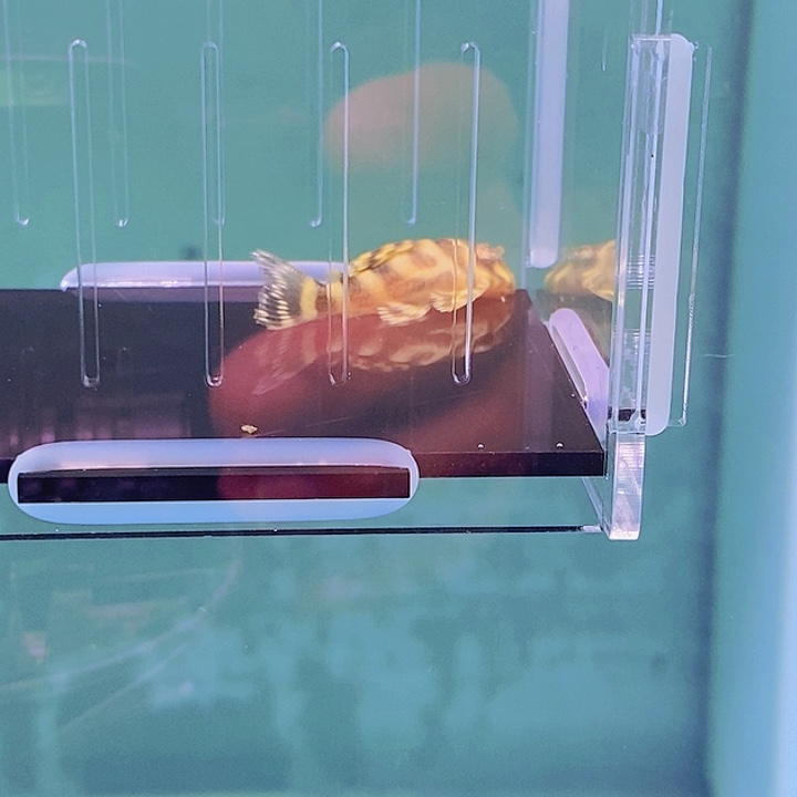 清道夫鱼皇室异型13号