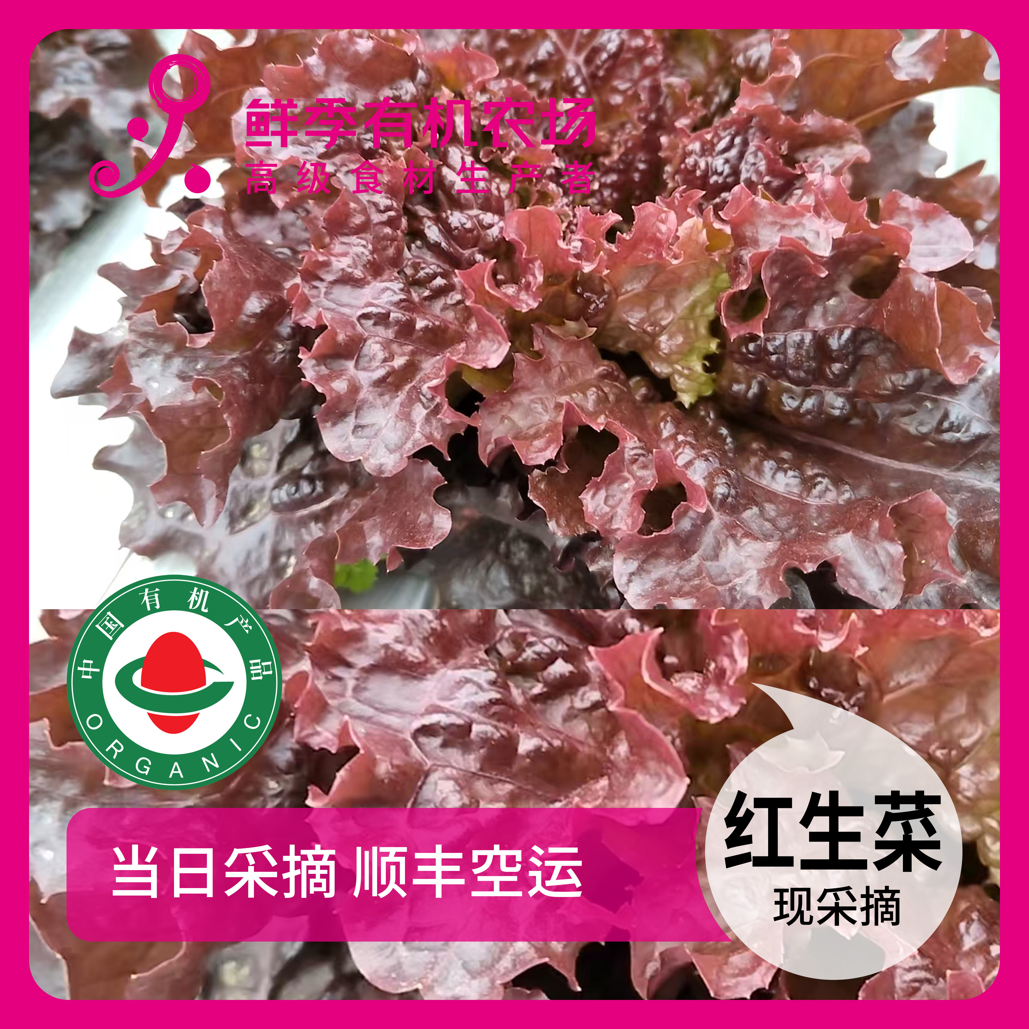 鲜季全自产 有机红生菜300克 现采摘 顺丰空运