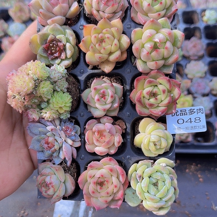 048多肉植物一物一拍链接