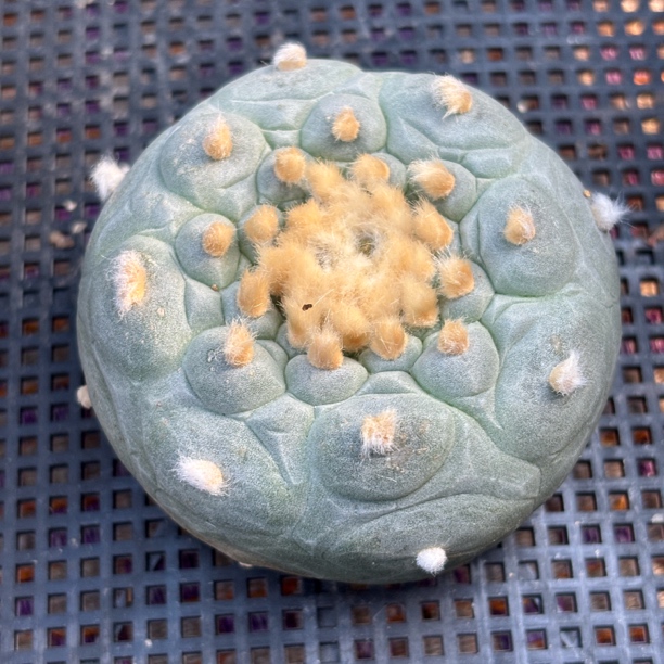 仙人球 有根 一物一拍 854