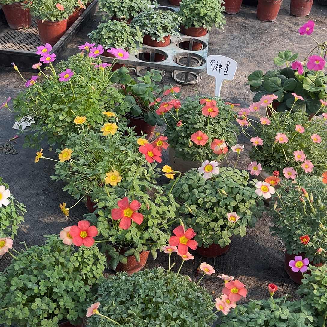 大部分花苞少量开放2盆组合