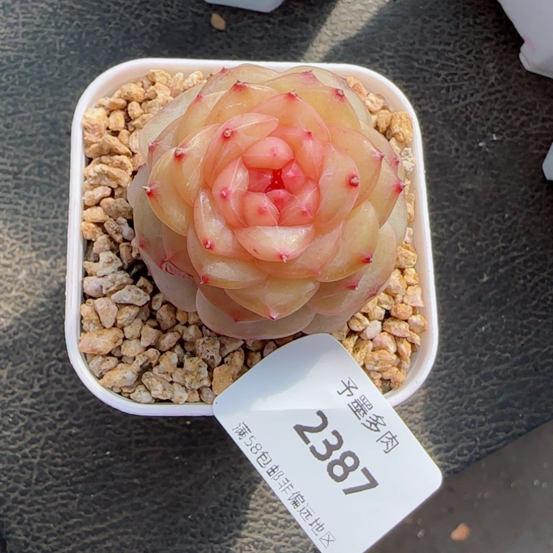 萤火虫，2387多肉植物