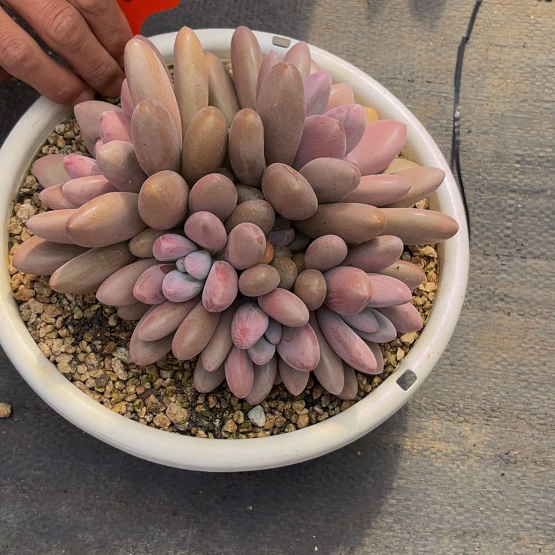 2416号上午多肉植物群生多肉植物群生