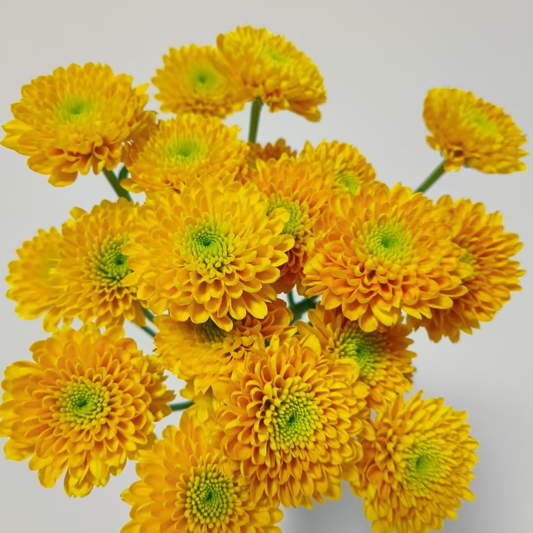 乔尼小雏菊10枝，花期超长～