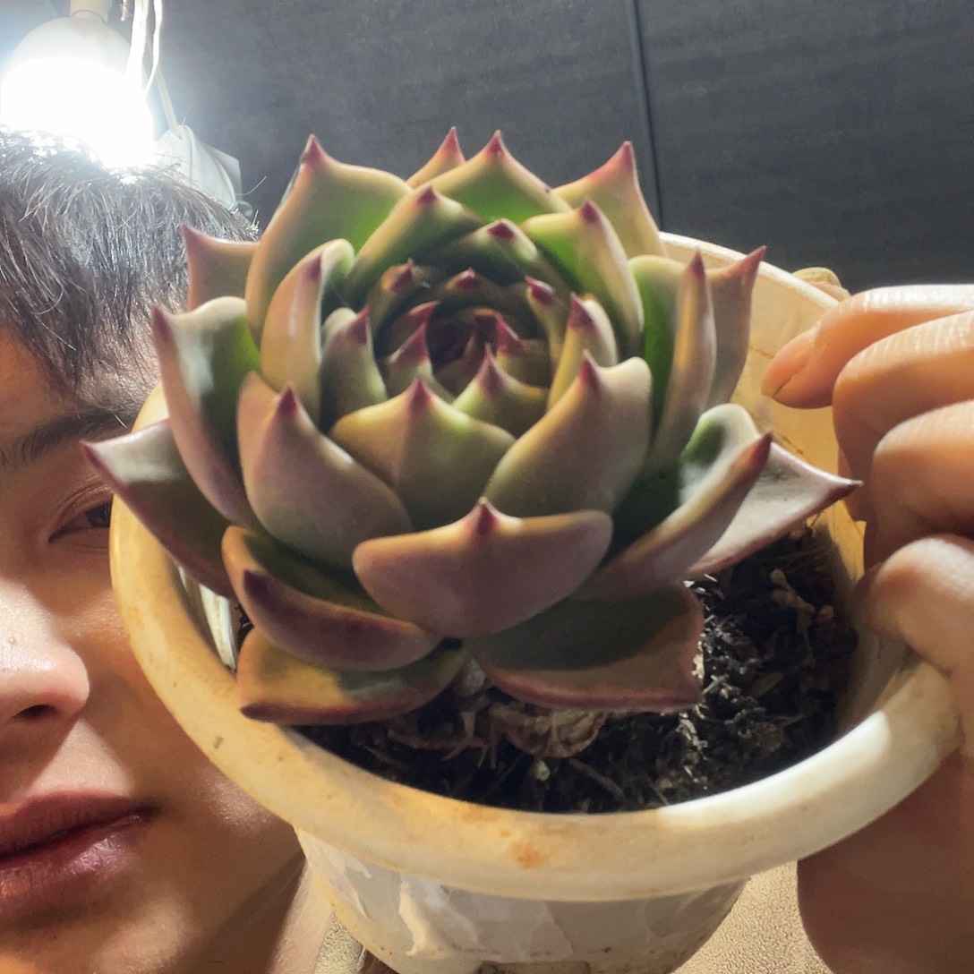 蓝龙满20包邮脱土发货