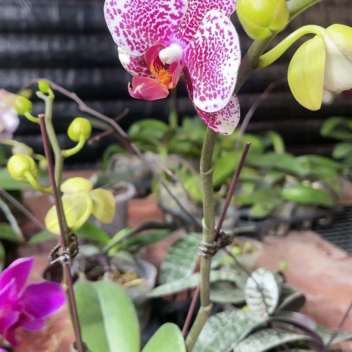 当前无花栽培后可以开花黑杰克