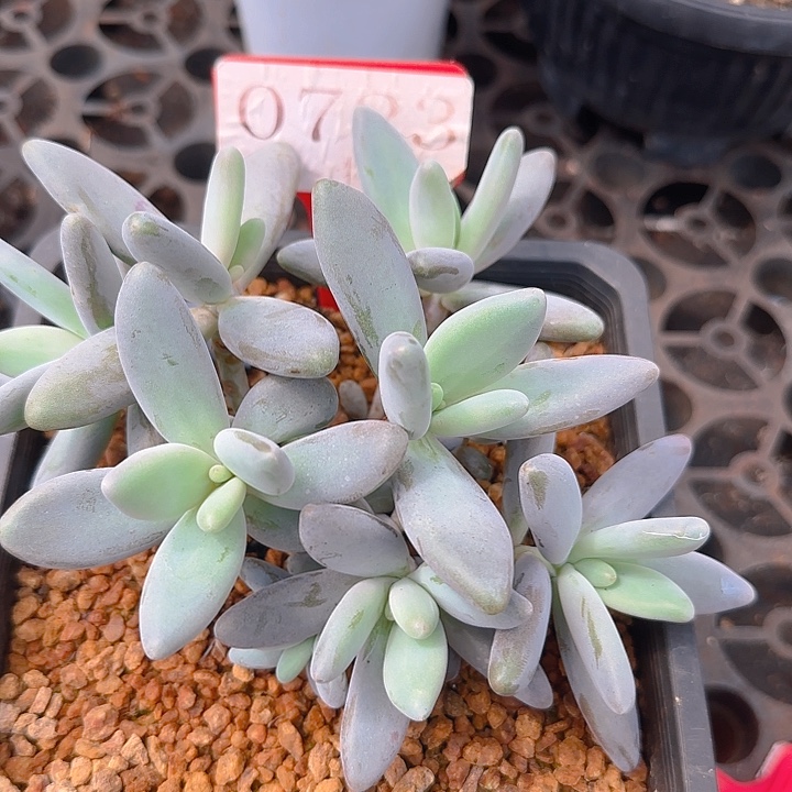 企鹅723多肉植物，