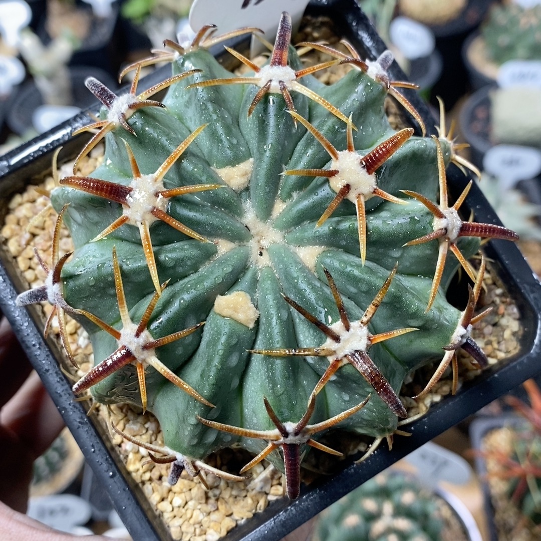 157号实生凌波仙人球9cm