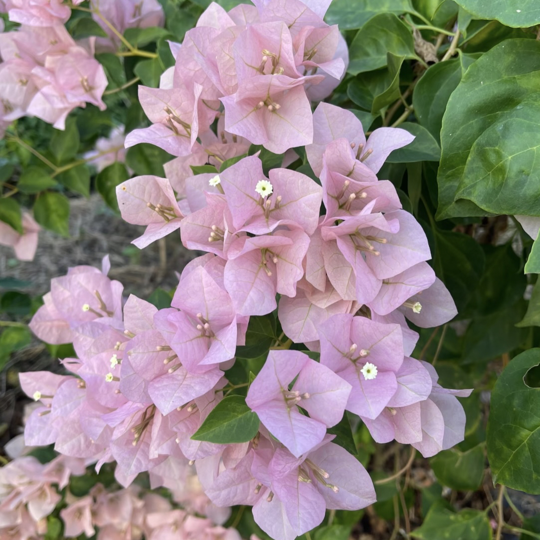 【暗斑丽人】原生勤花爬藤（花梦园）落花落叶或一个月内换盆不售后