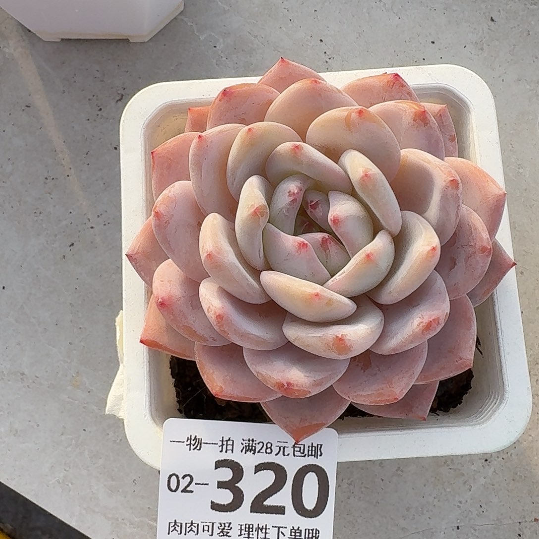 橙梦露无盆土发货无