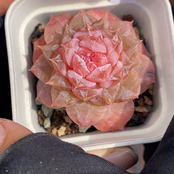 1212-586，糖心多肉