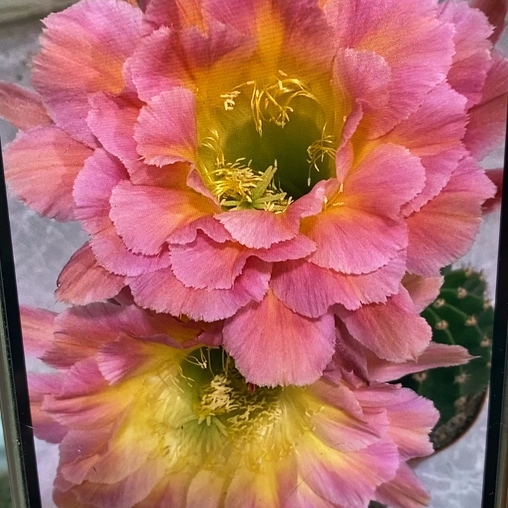 彩草星火有气根侧芽4公分左右