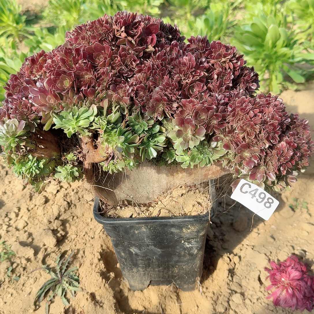 498火玫瑰一颗呀呀