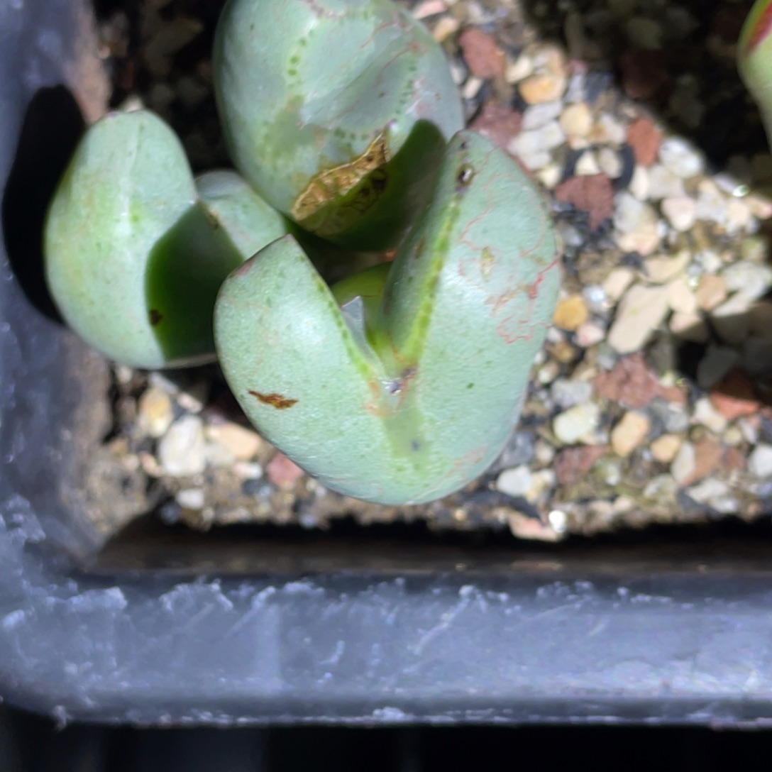 佛***酱少将植物一物一拍