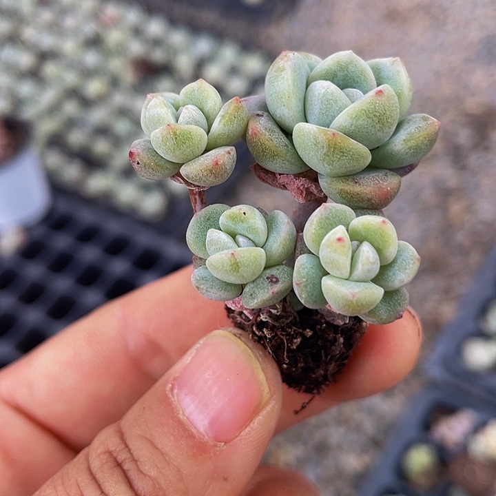 予*一物一拍满18包邮