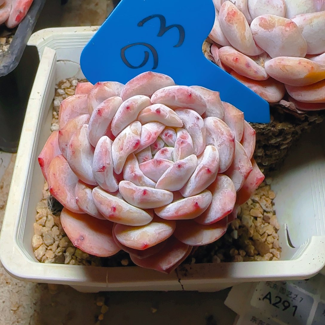 小*橙梦露93号一物一拍