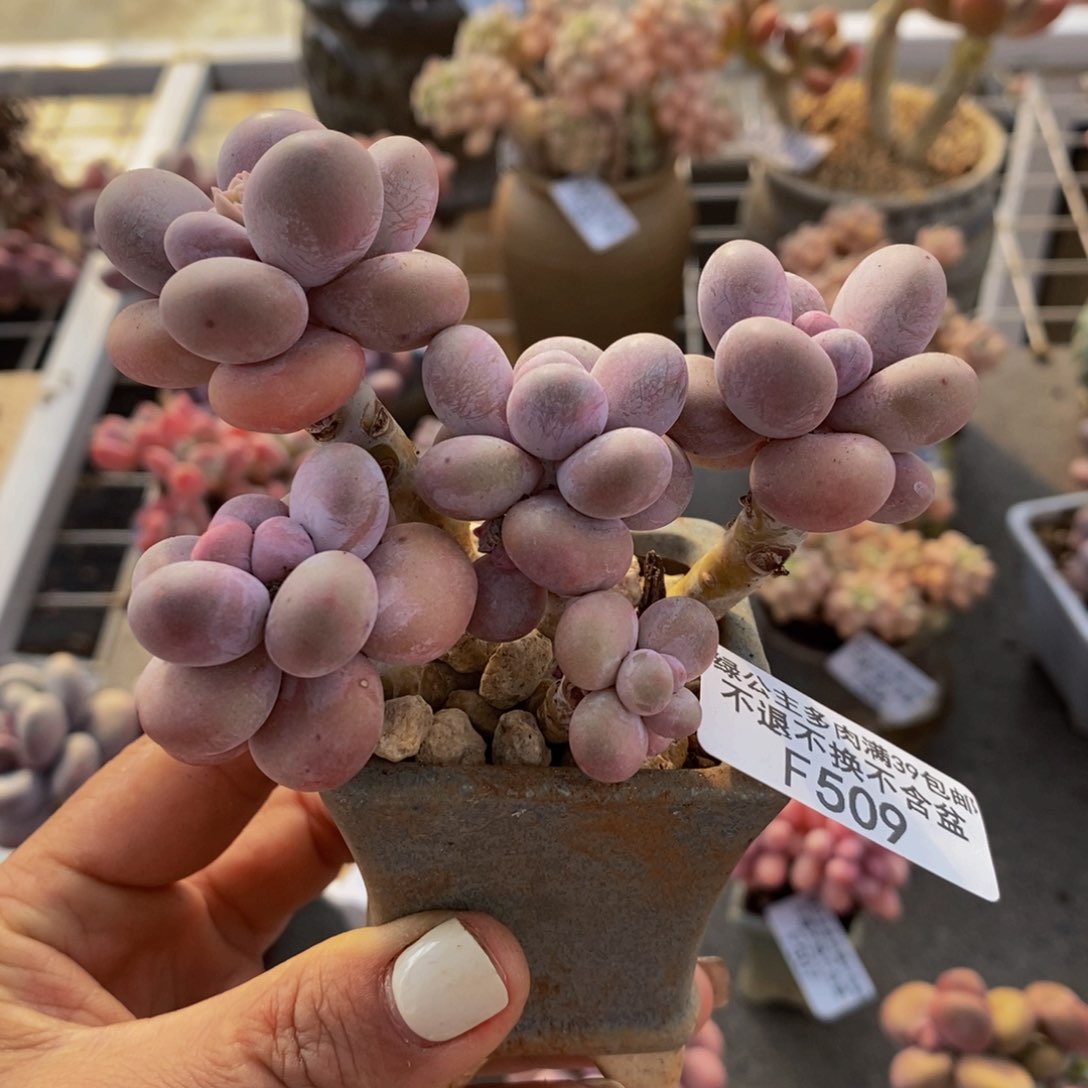 芭比奶酪509/8c m