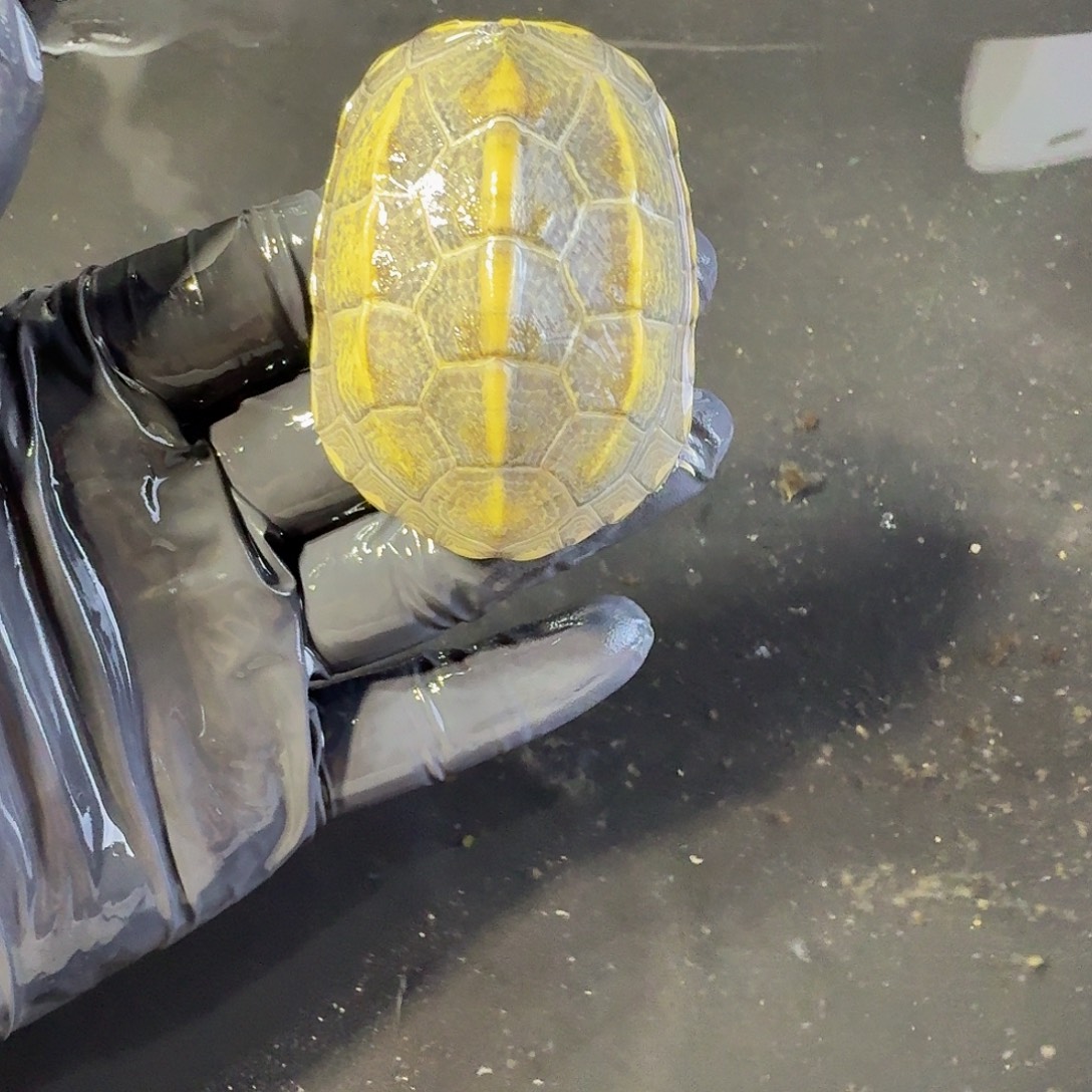 中华草龟母江西草龟精品可爱龟