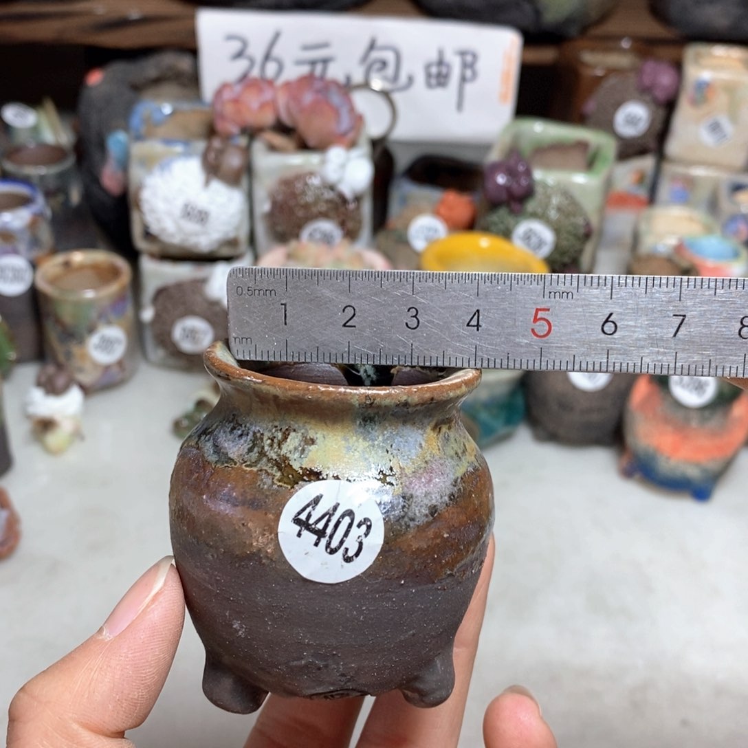 拍5送一个小礼物