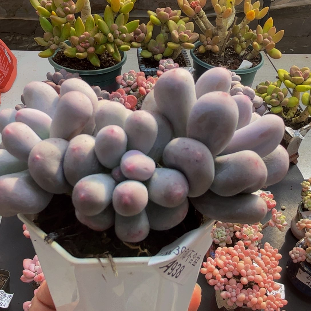 南****938米可奶9cm多肉植物