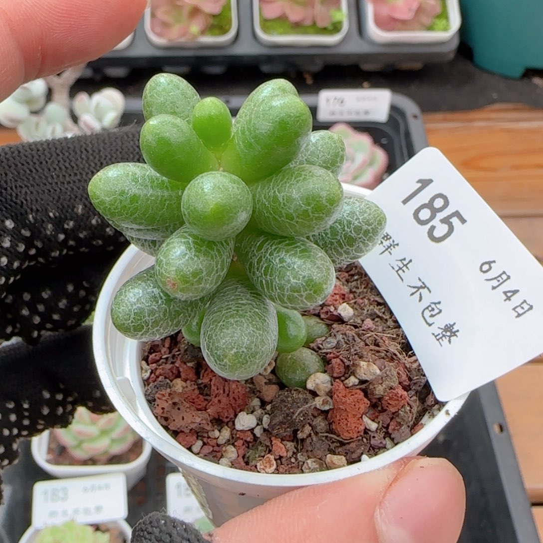 绿龟之卵0604-185