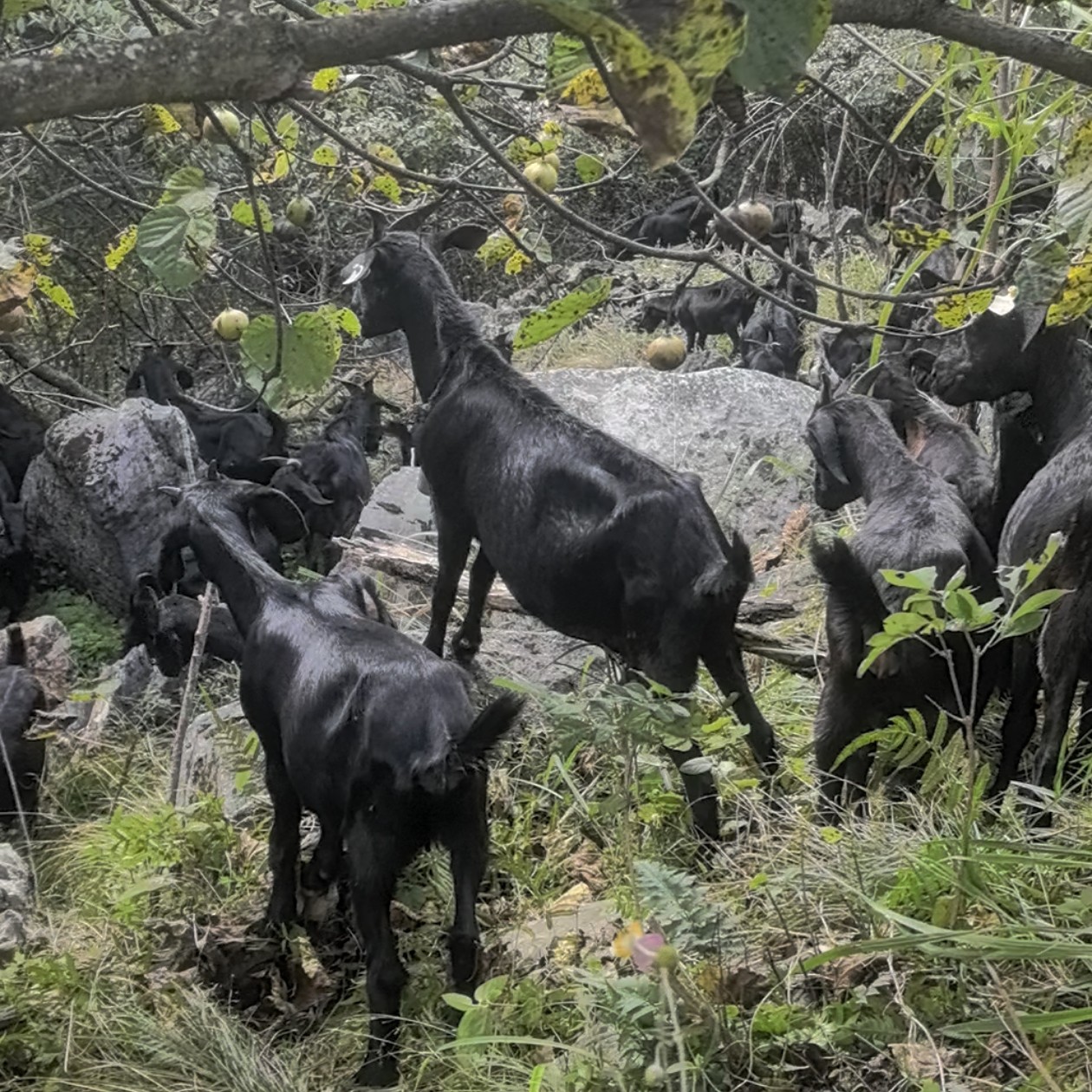 【直播间称重改价】湖南湘西黑山羊肉 山区散养 顺丰包邮