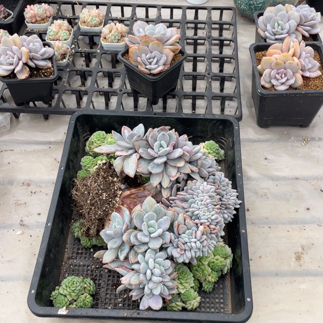 爱****?粉兔不带盆啦啦啦啦啦