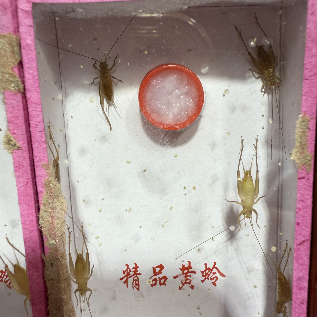 冬小黄蛉-小黄蛉俩盒起