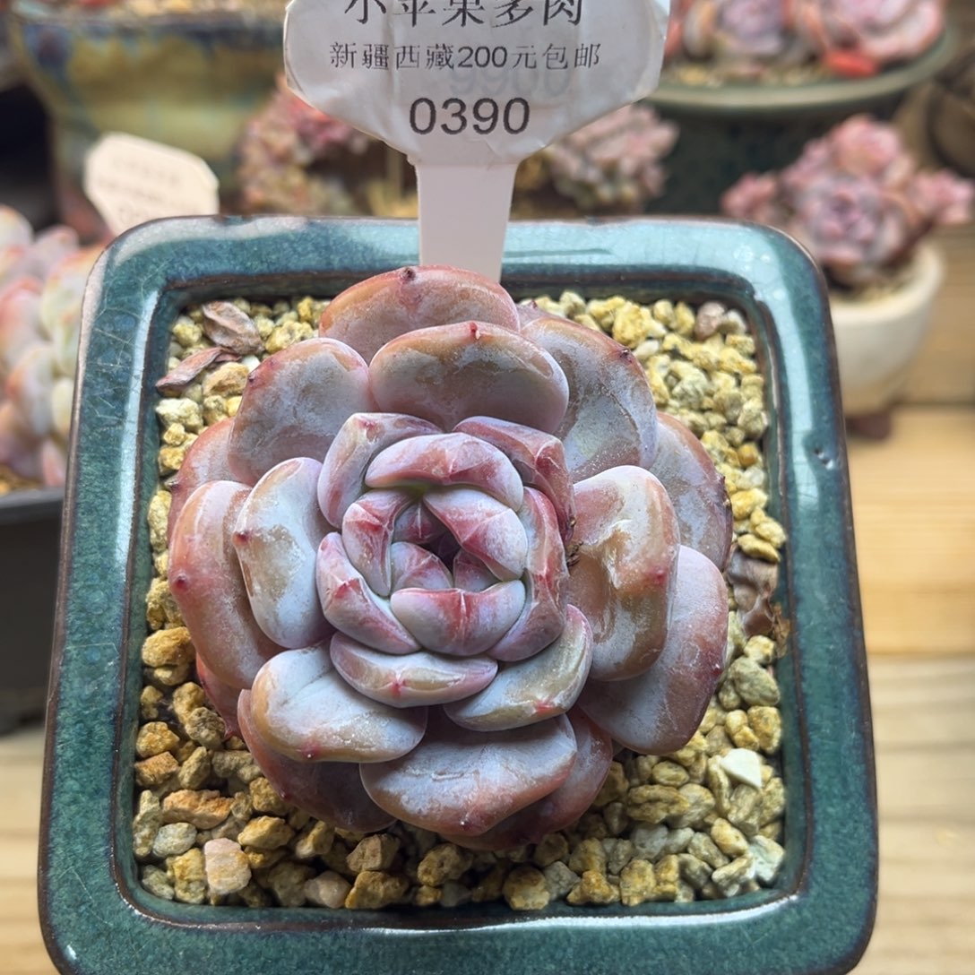 绿底紫心390/8cm单头