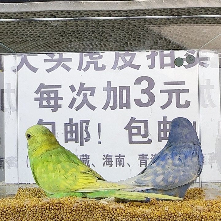 虎皮鹦鹉大头鹦鹉