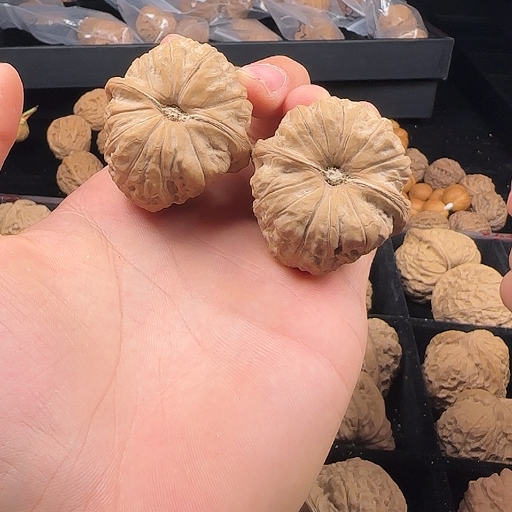 R***H吊坠龙脊菩提啊啊啊啊啊啊啊南瓜8