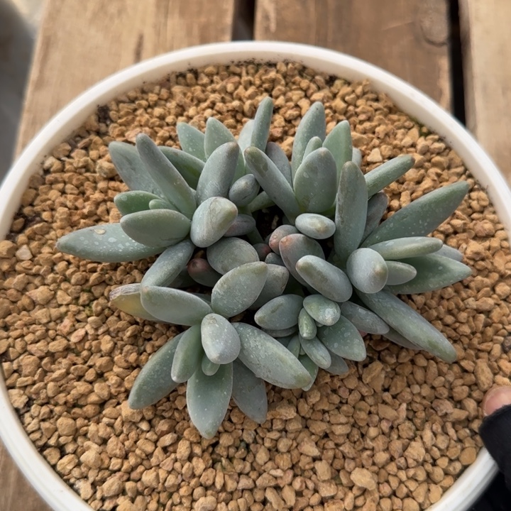 企鹅群生多肉植物