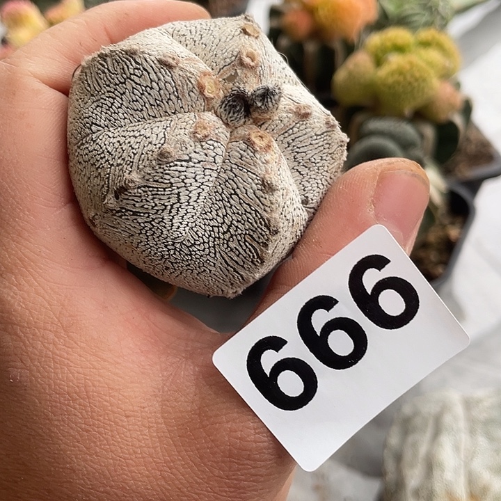 完全开放666恩中一个