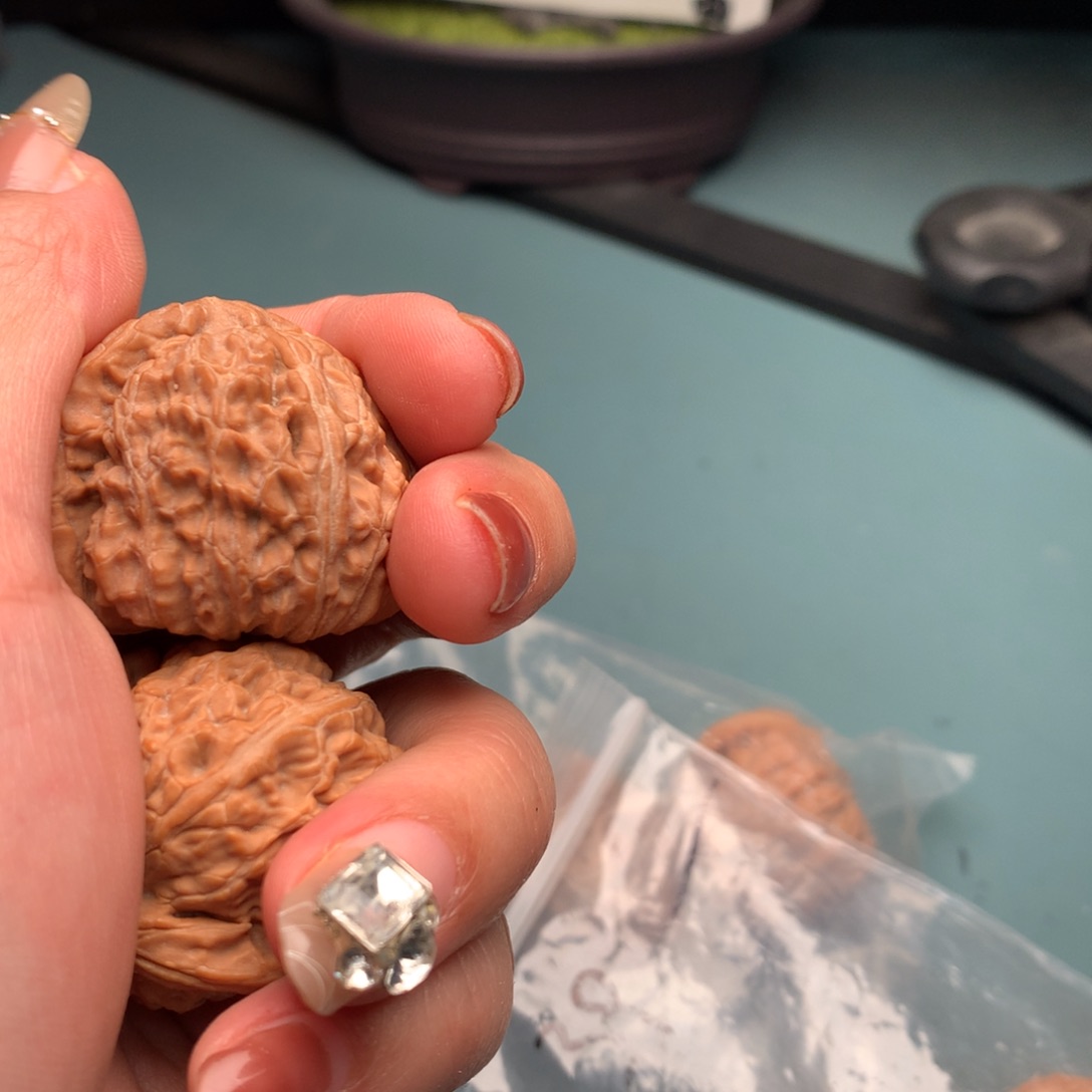 文玩核桃把件白狮子3839