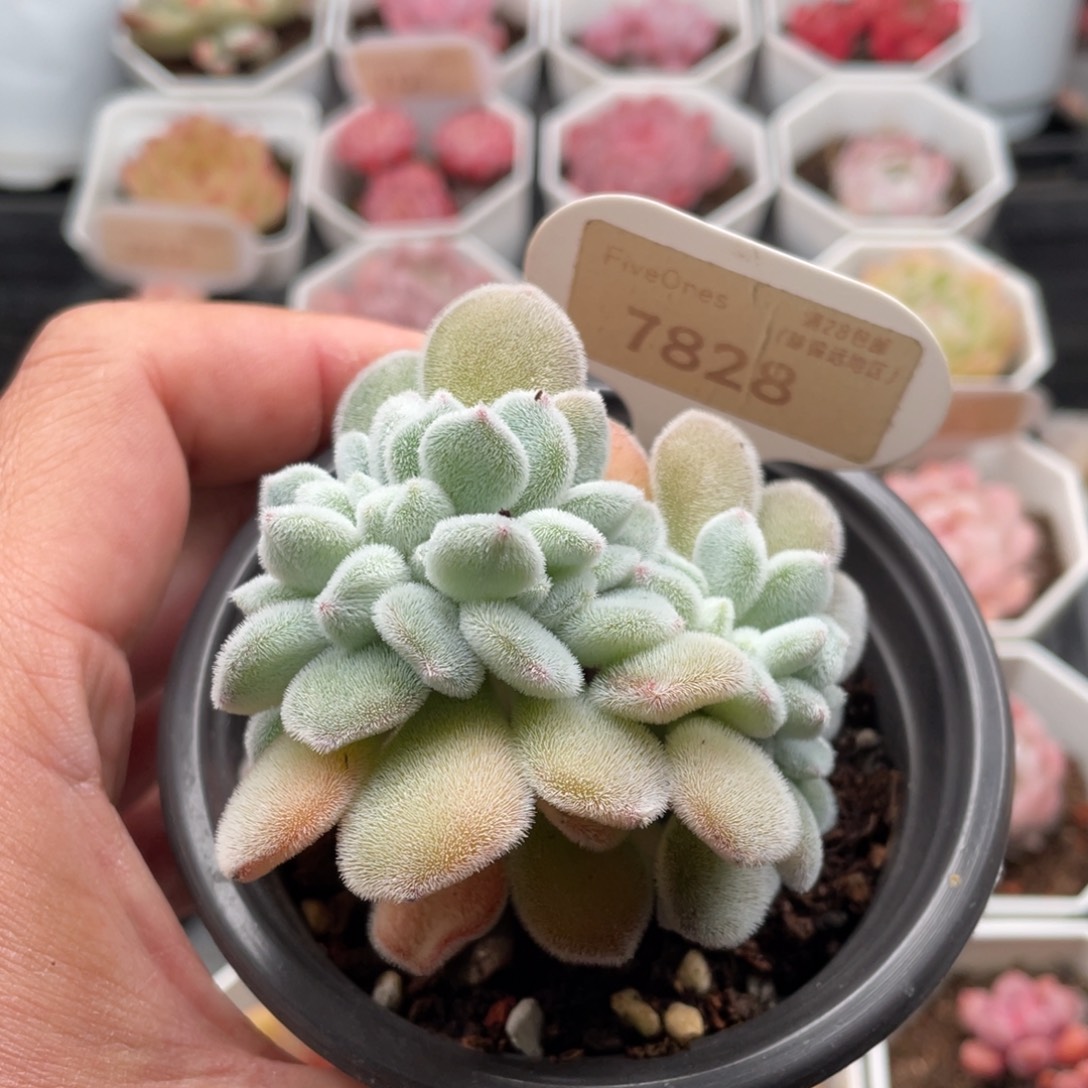 雪晃星7828-7厘米