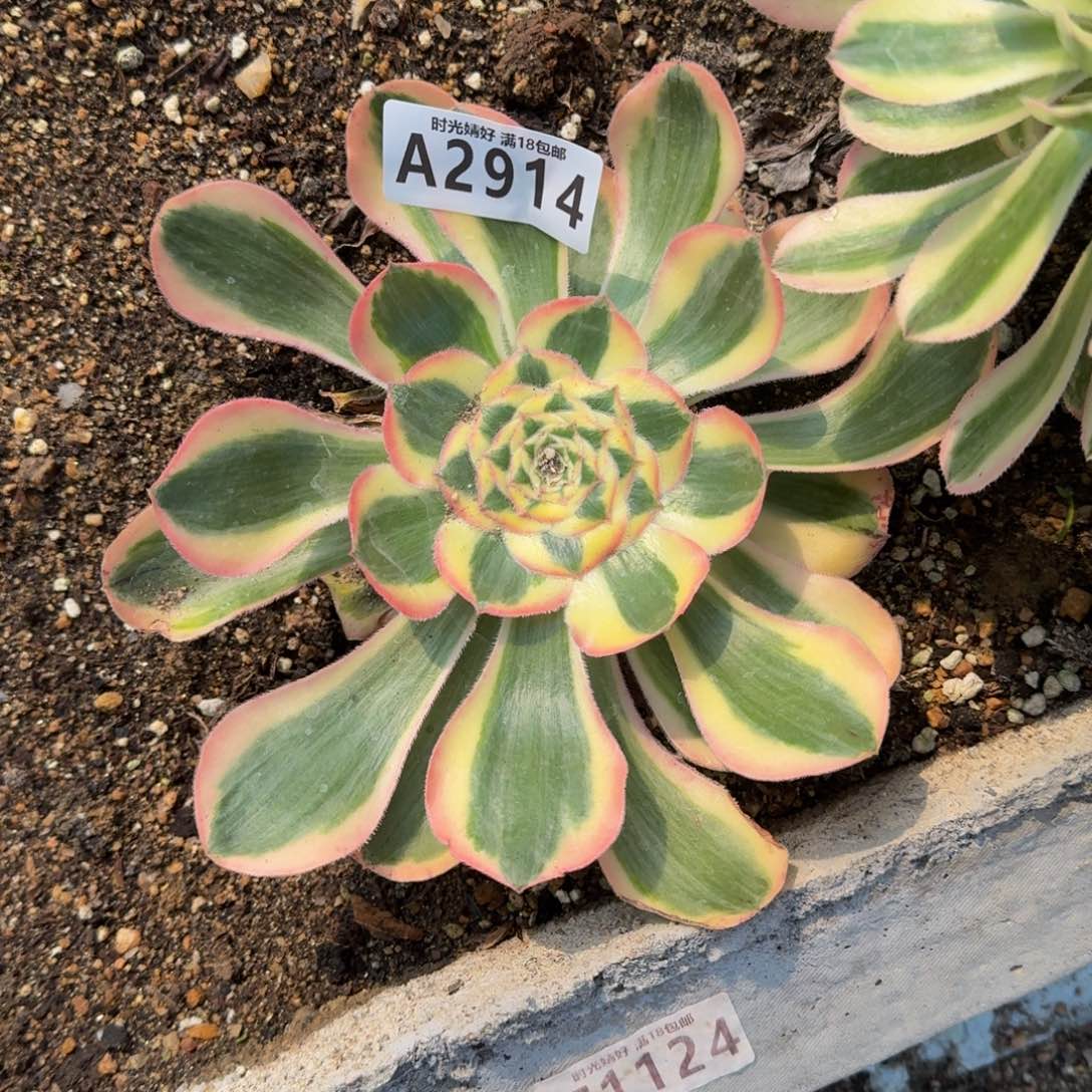 盈***肉2914王妃多肉植物