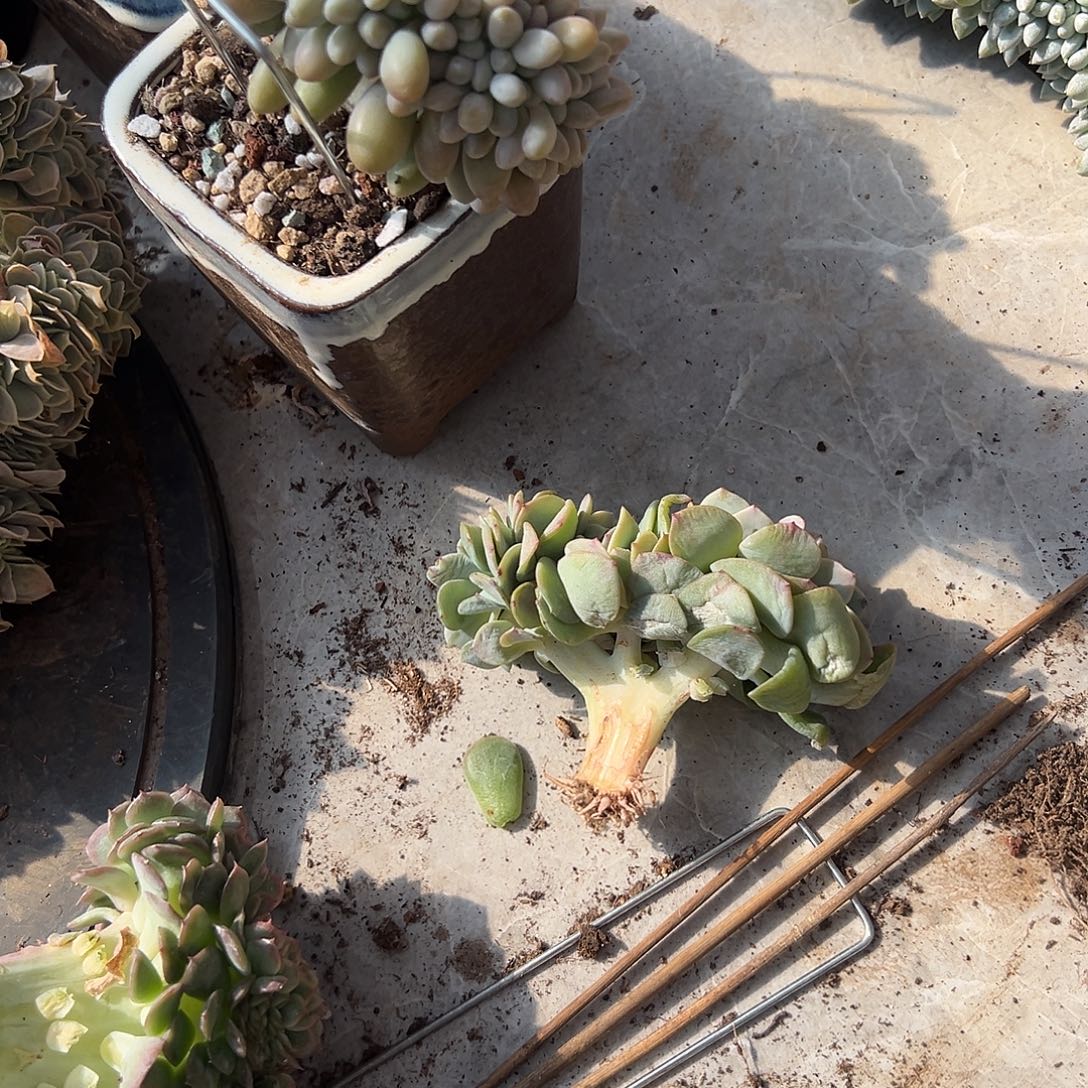 尕***清多肉植物实物直播实物98