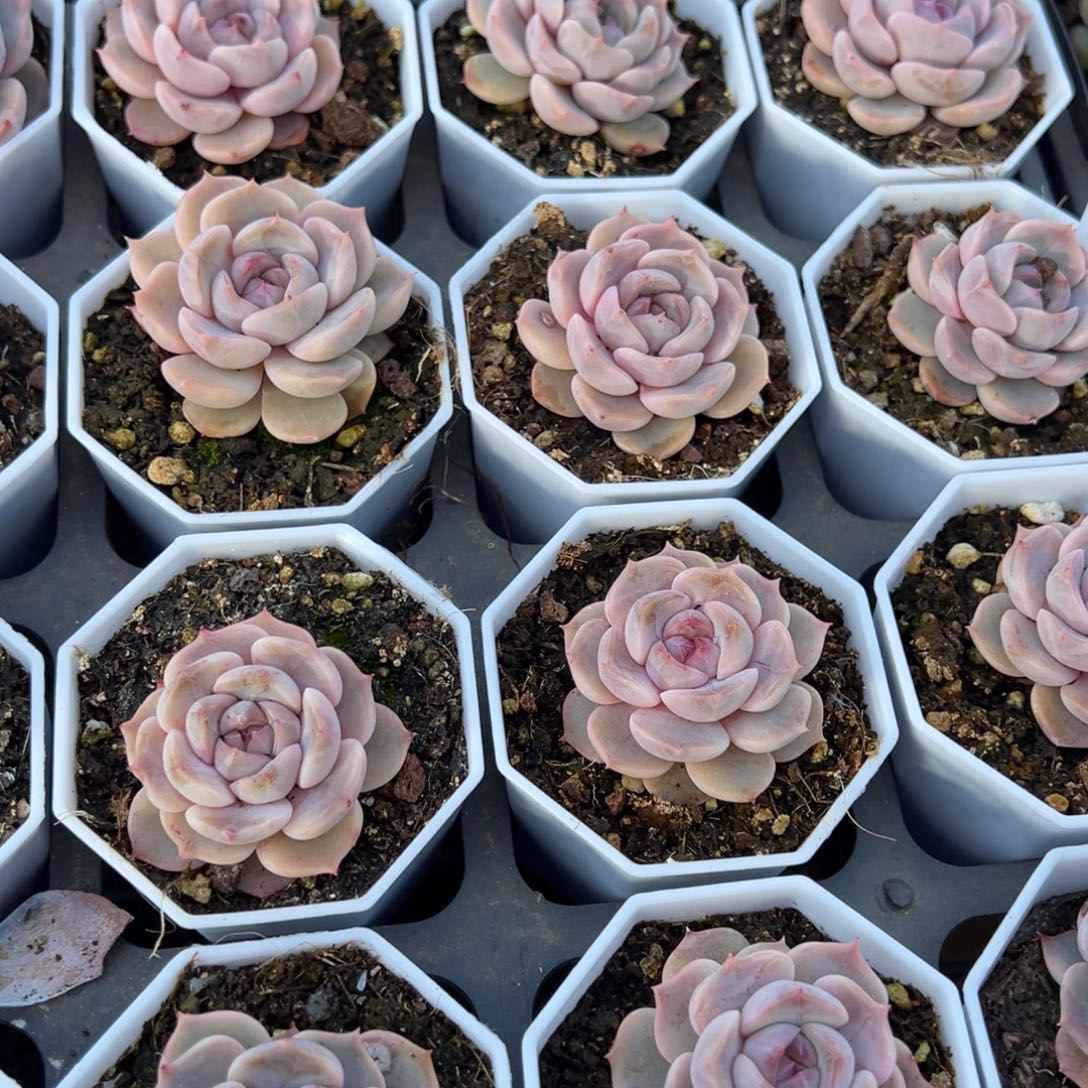 夜莺一颗量拍多肉满9.9元包邮