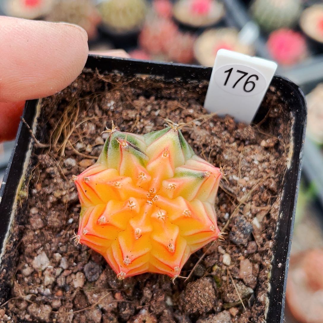 非偏远地区满25包邮仙人球