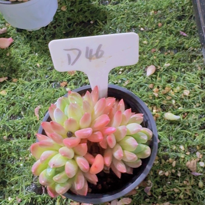 健健康康平平安安