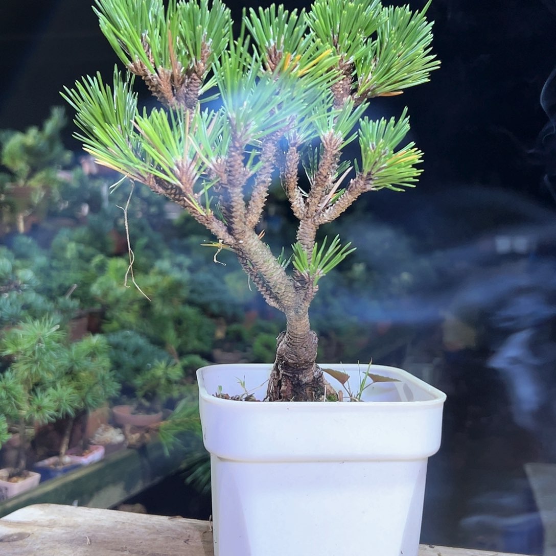 无花朵健健康康快快乐乐